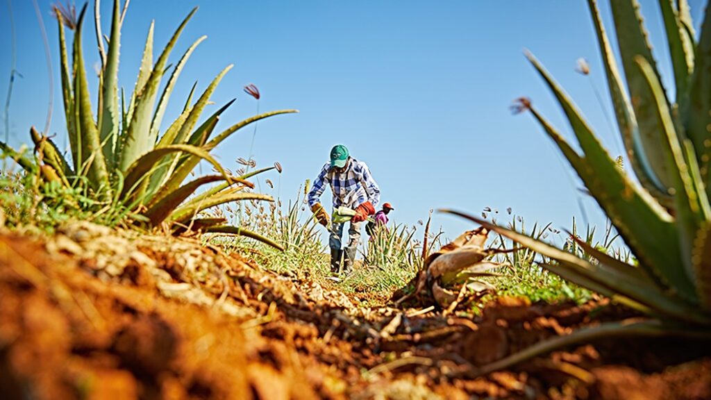 Aloe vera – en allsidig plante