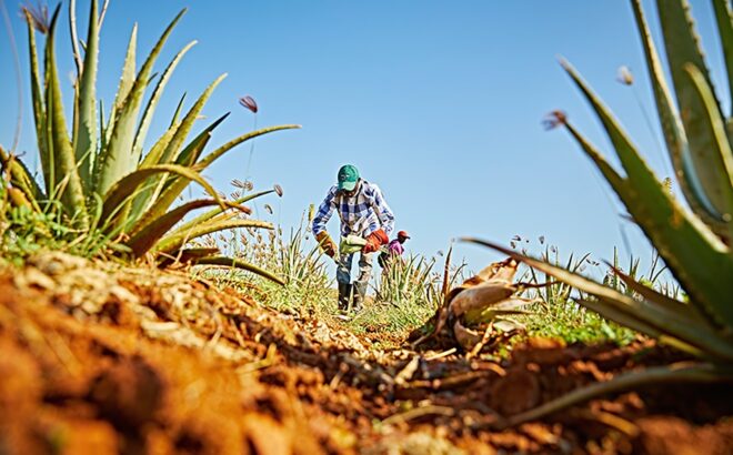 Aloe vera – en allsidig plante