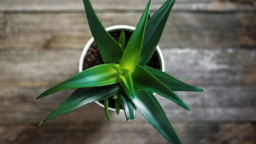 Plant Aloe vera hjemme