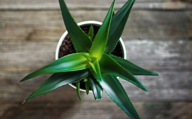 Plant Aloe vera hjemme